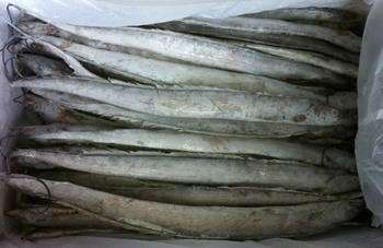 帶魚價格_供應連云港 帶魚_廣東廣州市帶魚生產供應商_冷凍粗加工水產品盡在搜了網